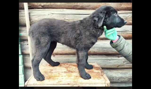 Щенки Тувинской Овчарки На Продажу 2026
