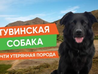 Тувинская Собака. Порода, Которую Мы Чуть Не Потеряли Монгун