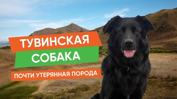 Тувинская Собака. Порода, Которую Мы Чуть Не Потеряли Монгун