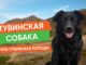 Тувинская Собака. Порода, Которую Мы Чуть Не Потеряли Монгун